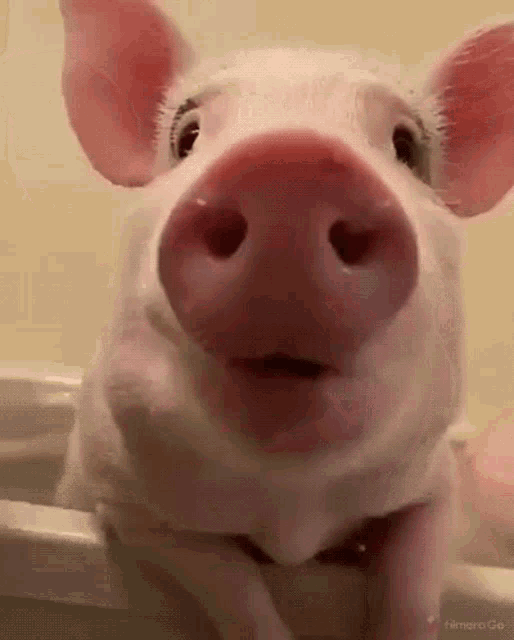 image.gif.f84ea413fd2866b3e1e2adb8876ce173.gif