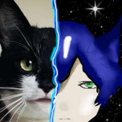 kot -cat