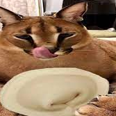Poniggaaaa