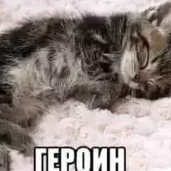 PingNight