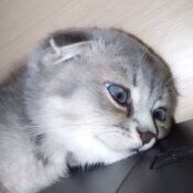 _Sorin_YT