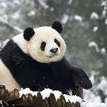 PandaReallyWorld