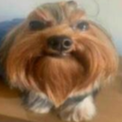 _DeluxeDog_