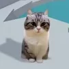 zxctortik228