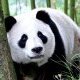 PanDa_YouTube12