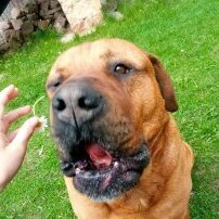 BogDog