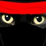 Ninja cat