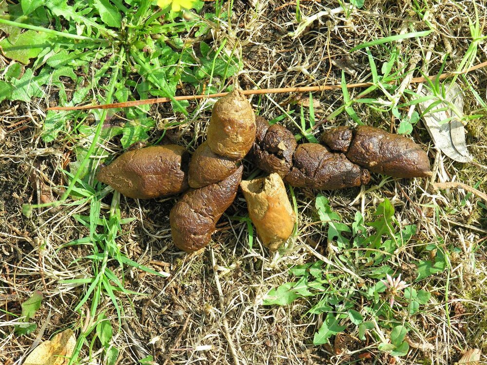 Feces_de_can_(dog).thumb.jpg.e1d1d0d520f1e59e3e4d8ec677057e53.jpg