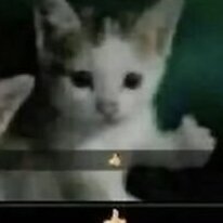 qRazer_