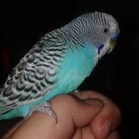 kewa
