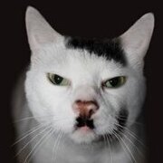 _OBEMUS_