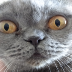 kotyaraCATBRO27