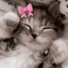 kittya__