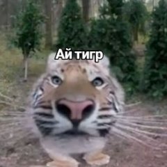 gogaly_mogoly