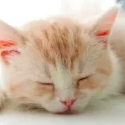 ggtop1224