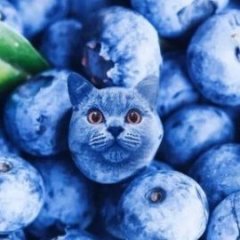 NightDimka