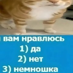 VOVO1111