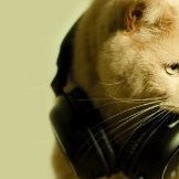 alex2024cat