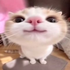 nogaboga337