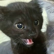 yoo