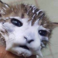 EnshiGD