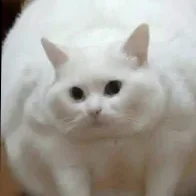 MegaAbobus3