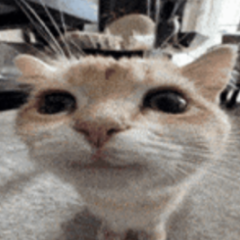 nikt