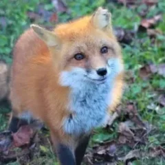 wolfiik